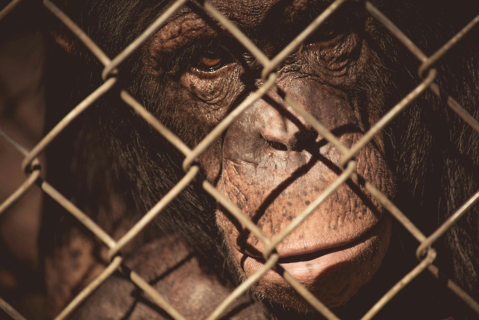 Pexels Photocollections 214025